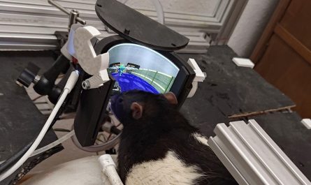 Experiment to train rats to play Doom reaches a new level; rats can now shoot enemies — wraparound AMOLED screen provides virtual environment for neuroengineers' expanded open source project | Tom's Hardware