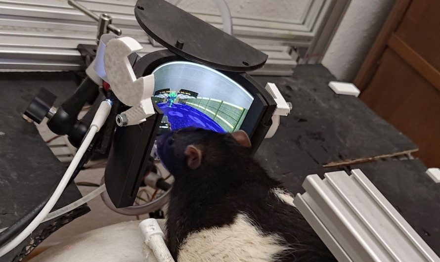Experiment to train rats to play Doom reaches a new level; rats can now shoot enemies — wraparound AMOLED screen provides virtual environment for neuroengineers’ expanded open source project | Tom’s Hardware