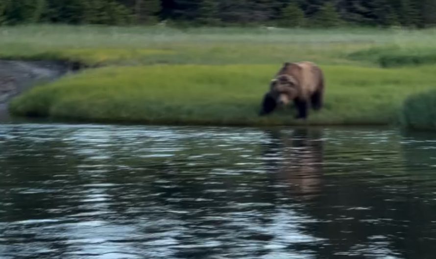Eye contact from across the creek