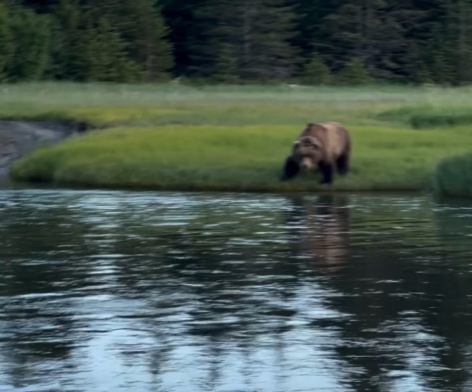 Eye contact from across the creek