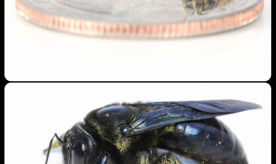 Fairy Bees: these tiny bees can measure less than 2mm long; the photo on top shows a fairy bee standing on a quarter, while the photo on the bottom shows a fairy bee next to a carpenter bee