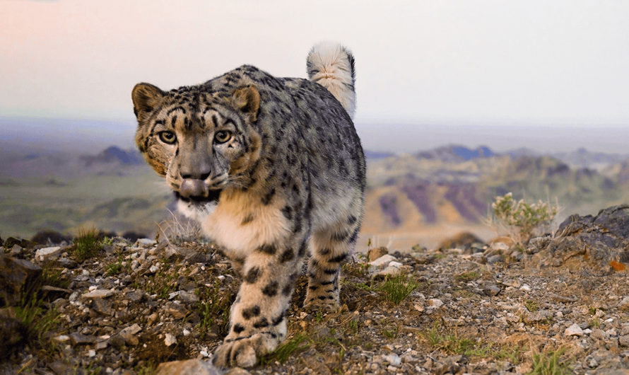 Filming the elusive snow leopards is no walk in the park. The process of filming snow lepoards for #PlanetEarth3 took 76 days from start to finish. In total, 24 camera traps were needed, which were out in the open for around 8000 hours.