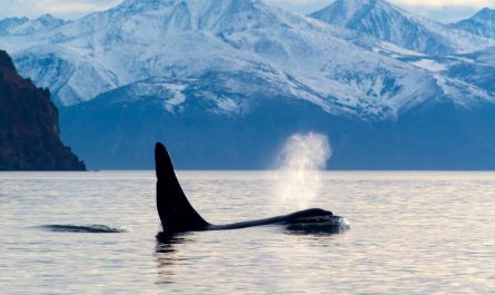 First-ever footage: Orcas use dolphins as 'radar-equipped scouts'