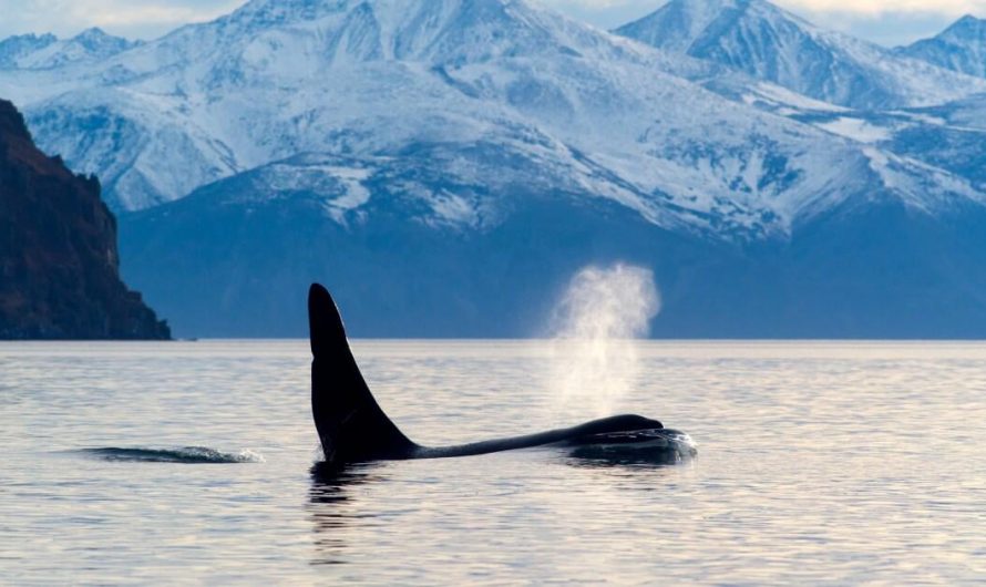 First-ever footage: Orcas use dolphins as ‘radar-equipped scouts’