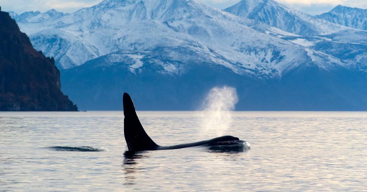 First-ever footage: Orcas use dolphins as 'radar-equipped scouts'