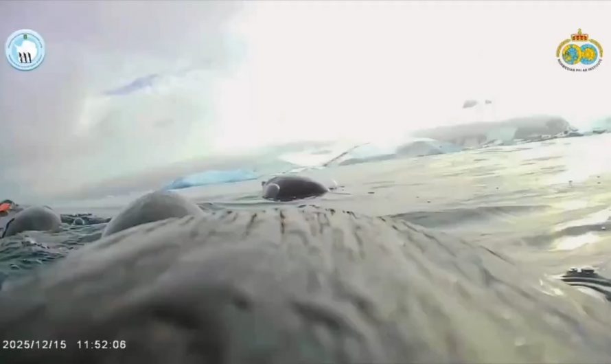 First-person underwater footage of a penguin in Antarctica. Ukrainian scientists from the Vernadsky Station in Antarctica put a GPS tracker and a tiny camera on the bird to get a better impression of their natural behavior.