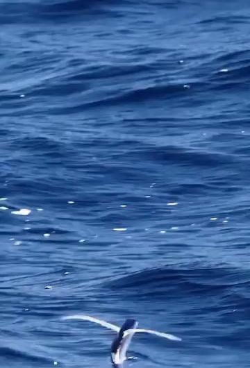 Flying fish aka Exocoetidae