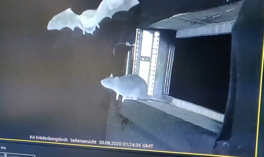 For the first time a German study shows rats catching bats from midair. The study showed rats hunting in total darkness, using whiskers to feel air currents from bat wings. This  may be a reason why potentially bat pathogens like coronaviruses and paramyxoviruses are spilling over to rodents.