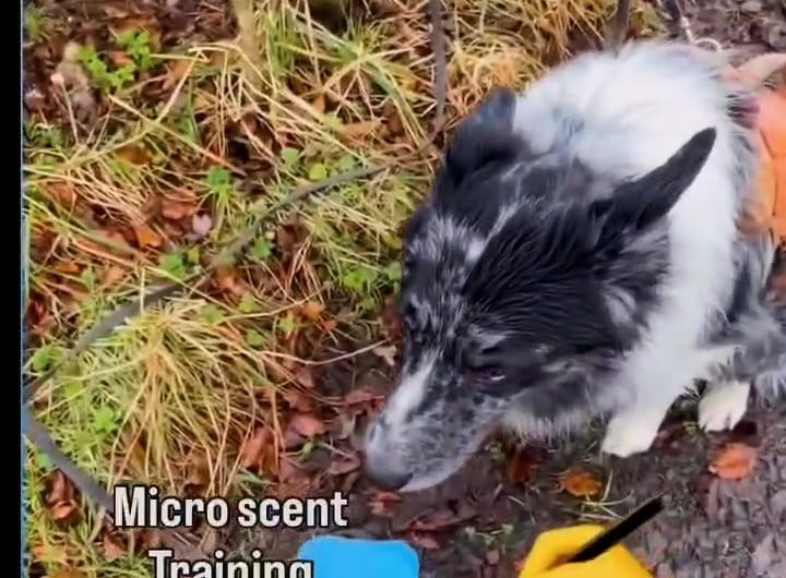 Forensic scent dog demonstrating micro-scent searching.