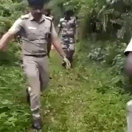 Forest officers in India helping a lost baby elephant find it's family