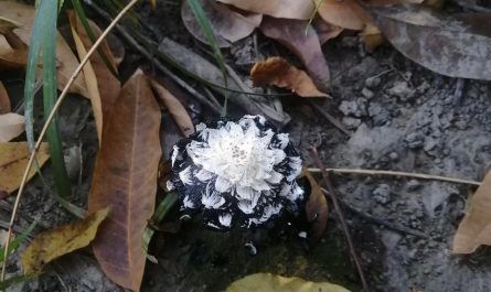 Found a "black-flowering mushroom."