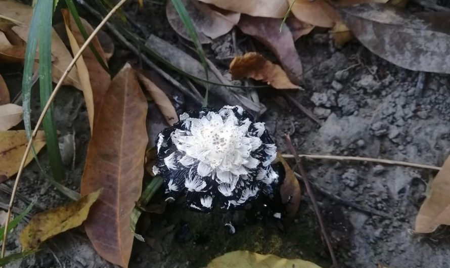 Found a “black-flowering mushroom.”