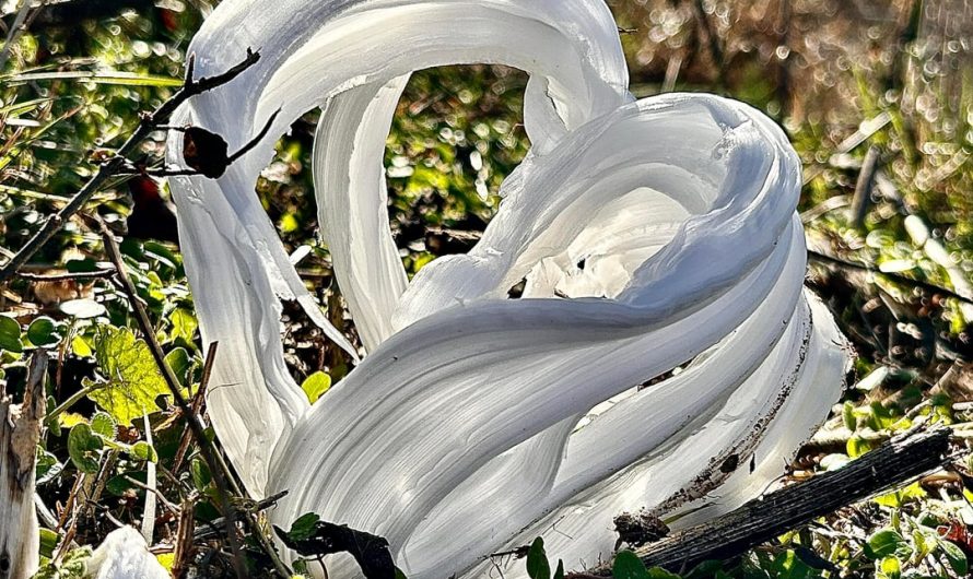 Frost Flower Magic