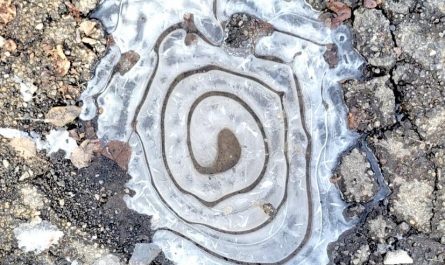 Frozen Puddle