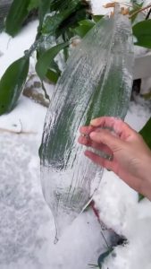 Frozen ice on leaves & plants