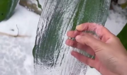 Frozen ice on leaves & plants