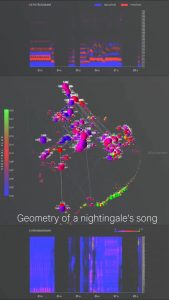 Geometry generated by a singing nightingale. Credit: @lucioarese (Instagram).