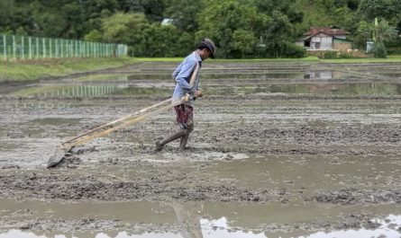 Getting ready for the rice paddy field. No machine, just raw strength. This is my home state: Manipur, in northeast India.