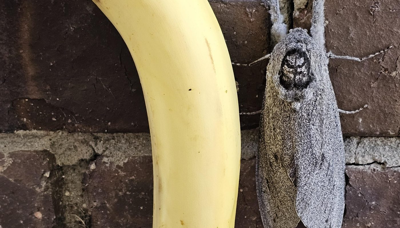 Giant wood moth. Banana for scale