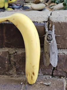 Giant wood moth. Banana for scale