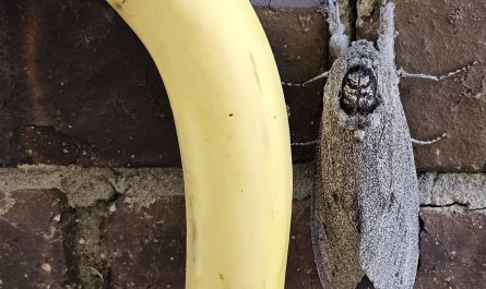 Giant wood moth. Banana for scale