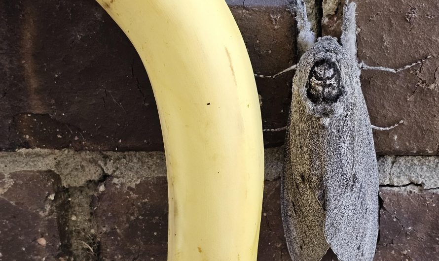 Giant wood moth. Banana for scale