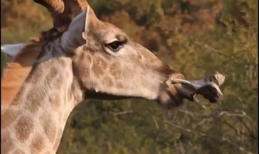 Giraffe eating bones for mineral supplementation