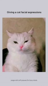 Giving a cat facial expressions!