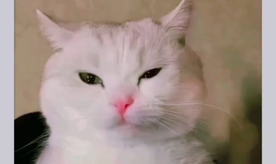 Giving a cat facial expressions!