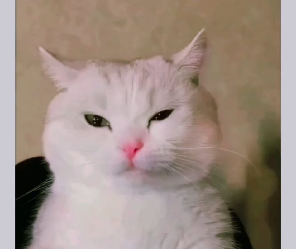 Giving a cat facial expressions!