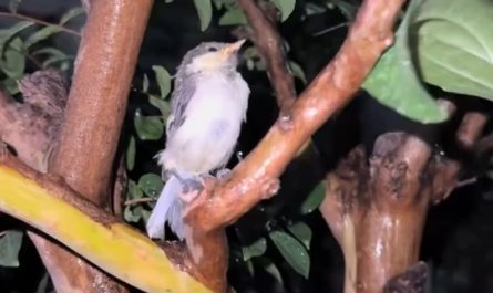 Giving shelter to a bird from rain