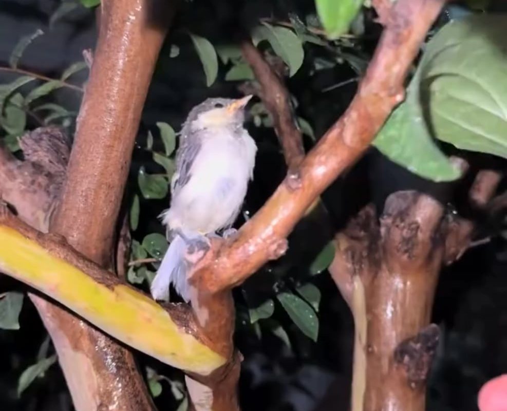 Giving shelter to a bird from rain