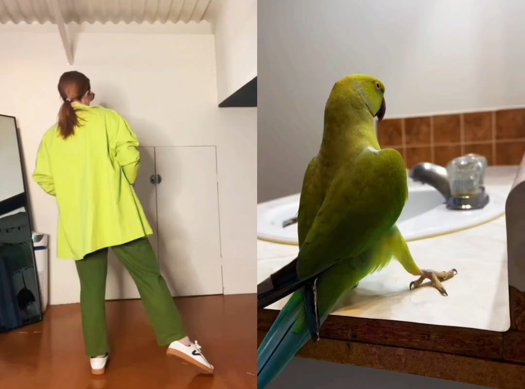 Green Parrot Dance