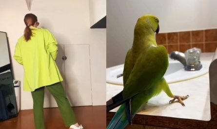Green Parrot Dance