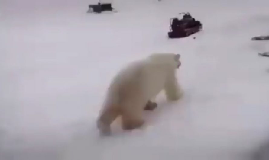Guy fights not one but TWO POLAR BEARS!