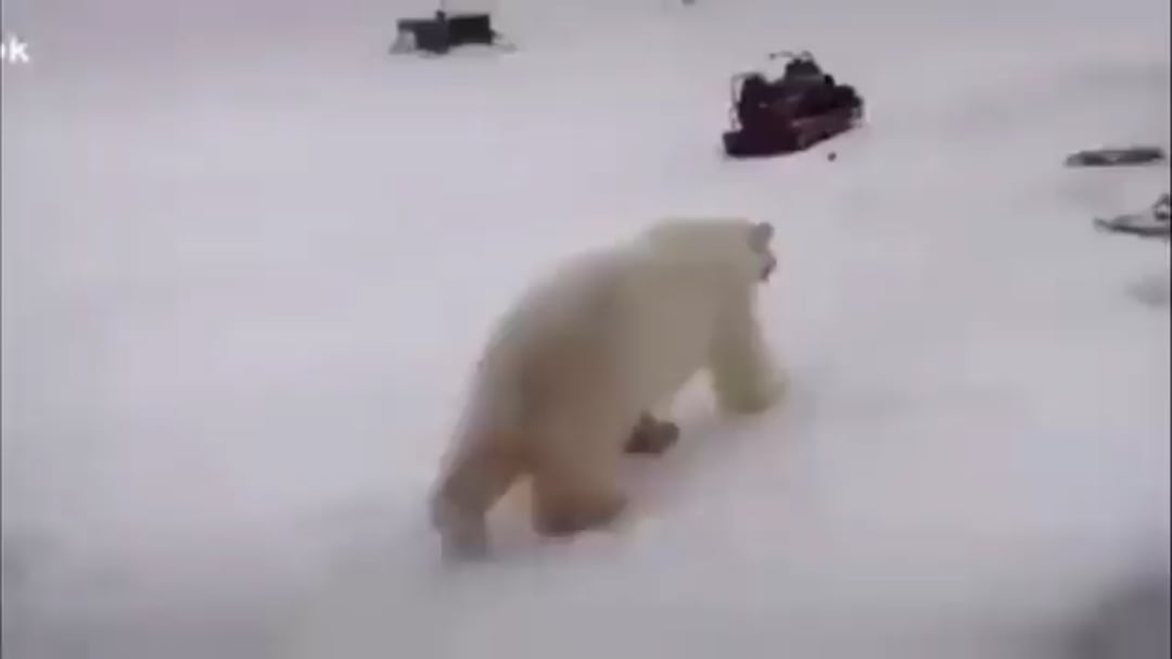 Guy fights not one but TWO POLAR BEARS!
