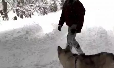 Guy kicks the tree to knock the snow off.