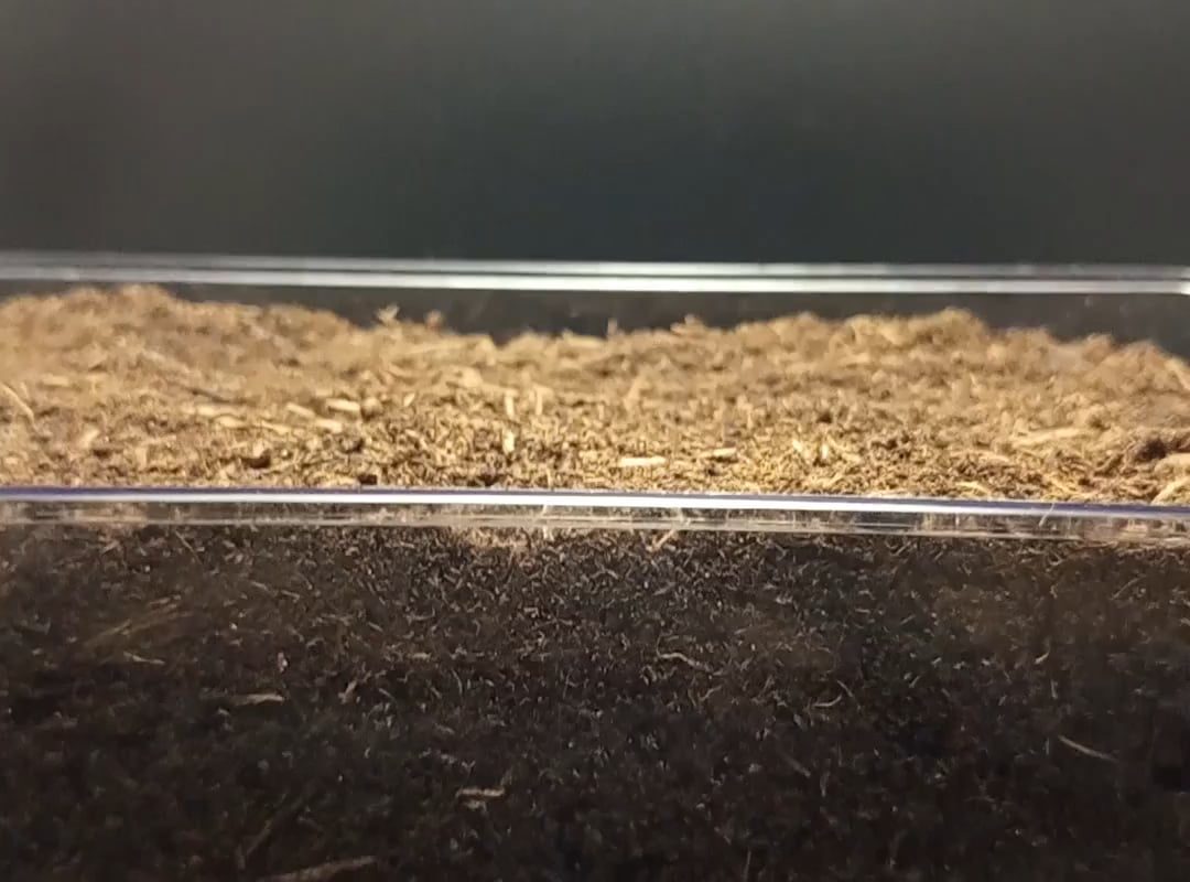 Half an onion awakes.