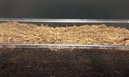 Half an onion awakes.