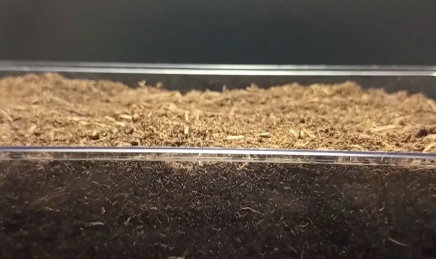 Half an onion awakes.