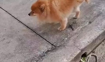 Hardcore pissing dog