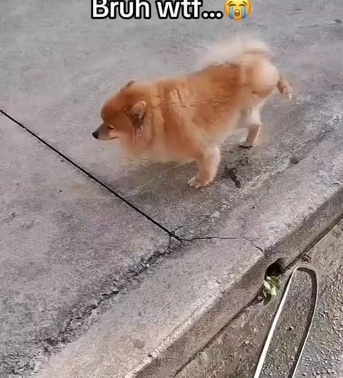 Hardcore pissing dog