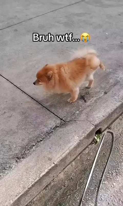 Hardcore pissing dog