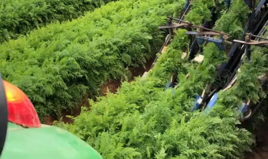 Harvest season with advance technology