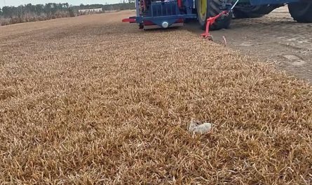 Harvesting centipede