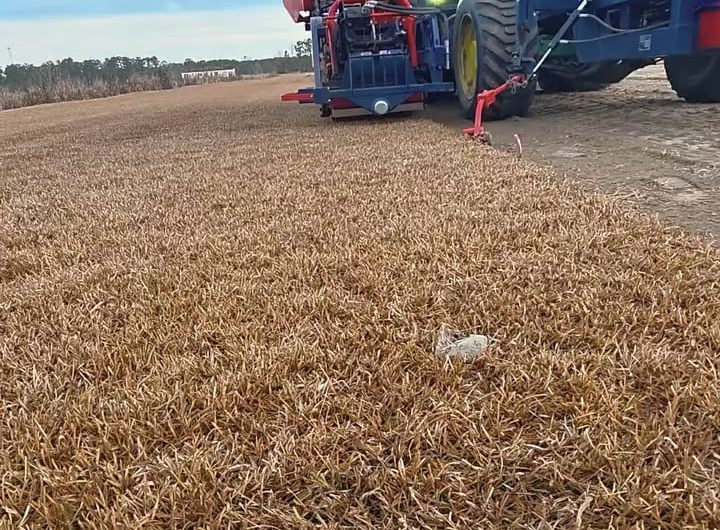 Harvesting centipede