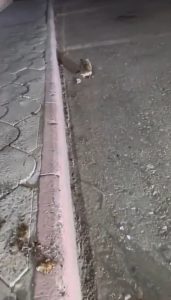 Hedgehog gets the tape removed