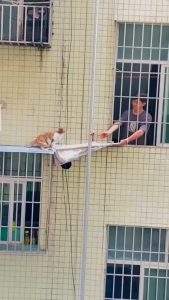 Helping a cat from falling