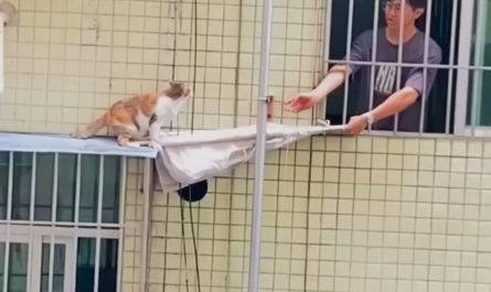 Helping a cat from falling