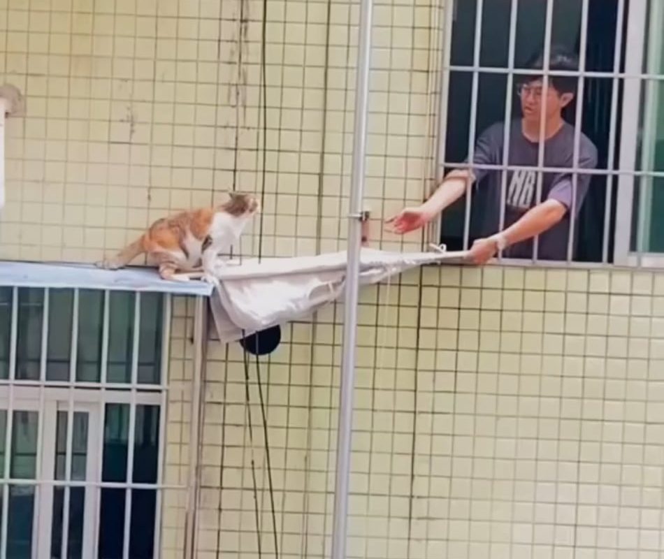 Helping a cat from falling